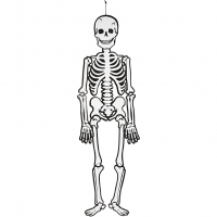 Skelet, H: 120 cm, 300 g, hvid, 1stk./ 1 stk.