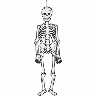 Skelet, H: 120 cm, 300 g, hvid, 1 stk.